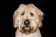Dog Headshot - Wheaten Terrier