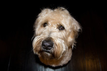 Dog Headshot - Wheaten Terrier
