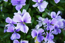 Violet Pansy Flowers In Green