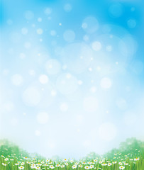 Wall Mural - vector summer nature background, chamomiles field and blue sky