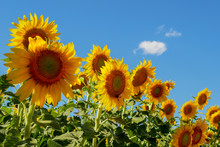 Beautiful Sunflowers Field With Blue Sky As Background