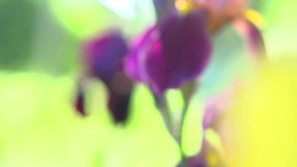 Wall Mural - Iris Flowers blooming in a garden. Beautiful Violet Flower close up. Slow motion 240 fps full HD video footage 1080p