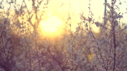 Poster - Spring blossom. Beautiful blooming trees in orchard. Full HD 1080p