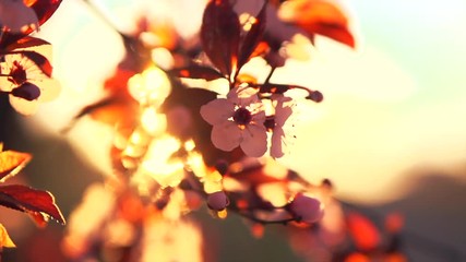 Sticker - Spring blossom. Beautiful nature scene with blooming tree and sun flare. HD 1080p, slow motion