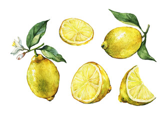 Set with whole and slice fresh citrus fruit lemon with green leaves and flowers. Hand drawn watercolor painting on white background.