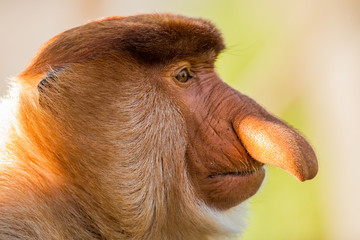 portrait of fabulous long-nosed monkey
