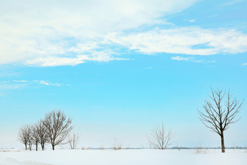 Sticker - Beautiful winter landscape with trees on blue sky background