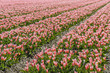 © O de R - Tulips fields in the Netherlands.  Pink tulips.  Flower field. Many flowers. Sea of flowers. Plantation of tulips. Dutch selection. Dutch tulips. Tulips in mulch of straw.