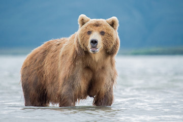 Bear attacks fish salmon