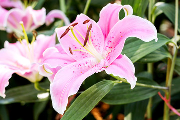 Wall Mural - pink lilly