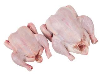 two raw chicken isolated in white