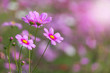 © Soonthorn - close up pink cosmos flowers blooming in the field
