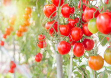 Close Up Cherry Tomatoes Hanging On Trees In Greenhouse Selective Focus