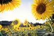 canvas print picture - yellow sunflowers close-up in a sunny day