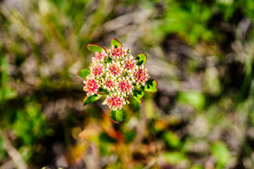 sulphur-flower buckwheat (eriogonum umbellatum)