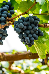 Wall Mural - Grape on green leaves background