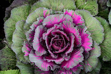 Wall Mural - Top view of color cabbage