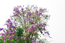 Lagerstroemia Full Blossoming Pink Tree With White Background