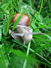 A snail in the grass