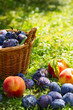 Ripe plums in a wicker basket, peaches and plums scattered in the grass just after the rain, sunlit grassy background 