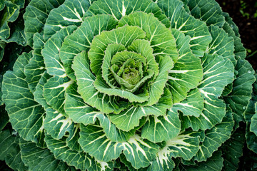 Wall Mural - Top view of green cabbage