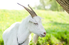 White Goat Grazing On A Pasture, Meadow, Field, Eats Grass, Gives Milk