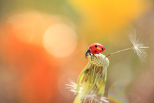 Ladybug Looking Parachute