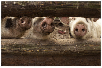 Three Piglet