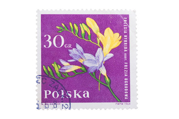 Wall Mural - POLAND - CIRCA 1964: A stamp is printed in  shows freesia 