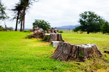 Stumps left on the ground after logging