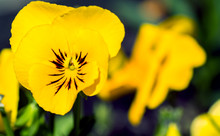 Lovely Garden Flowers Yellow Pansies