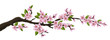 © schondrienn - Cherry tree branch with pink flower and green leaf. Illustration for horizontal spring banner and design, isolated on white