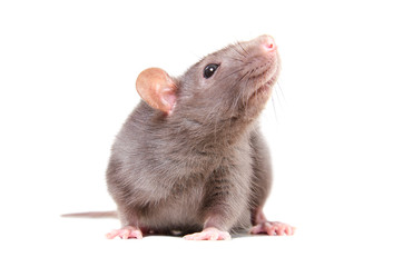 Wall Mural - Portrait of curious gray rat isolated on white background