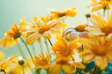 Vintage Yellow Flower Background