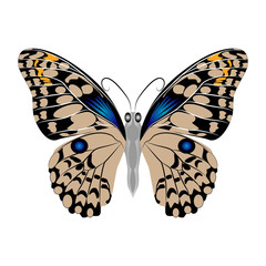 Bright beautiful brown butterfly. Vector illustration isolated.