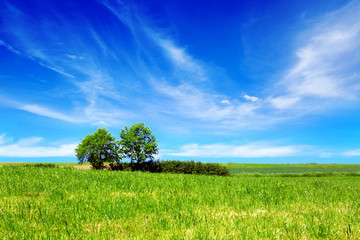 Wall Mural - summer landscape with field and trees.