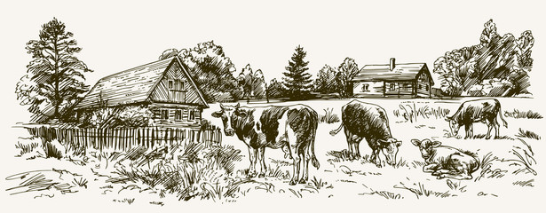 Wall Mural - Cows grazing on meadow. Barn on the background. Hand drawn illus