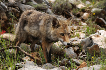 Sticker - Fuchs (Vulpes vulpes) auf der Jagd