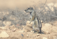 Wild Barbary Ground Squirrel (Atlantoxerus Getulus), Morocco