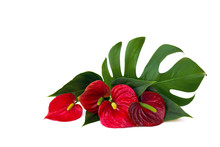 Bouquet Of Tropical Red Flowers As Heart And Leaves Anthurium (tailflower, Flamingo Flower, Laceleaf), Leaf Monstera On A White Background With Space For Text.