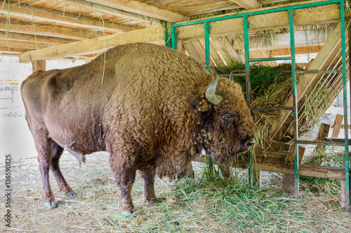 Fotografia, Obraz Aurochs in the padurea domneasca, royal forest, reservation in Moldova