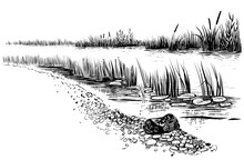 Bank Of The River Or Swamp With Reed And Cattail. Sketchy Style.