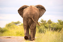 African Bull Elephant Strolling Nonchalantly Down The Road Ignoring The Queue Of Cars Behind. 
