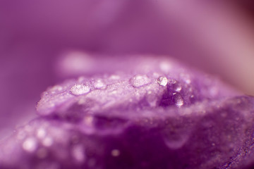  violet flowers macro picture with waterdrops useful for background