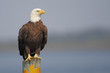 American Bald Eagle (Haliaeetus leucocephalus) sitting on post, St Cloud, Florida, USA