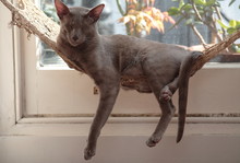 Just Hanging Around On My Hammock: Lilac Oriental Cat