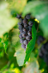 Bunche of blue grapes on vine at sunset time