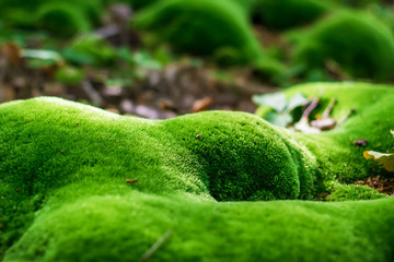 Moss in forest