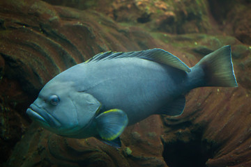 Canvas Print - Blue-and-yellow grouper (Epinephelus flavocaeruleus).