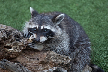 Wall Mural - Raccoon (Procyon lotor)